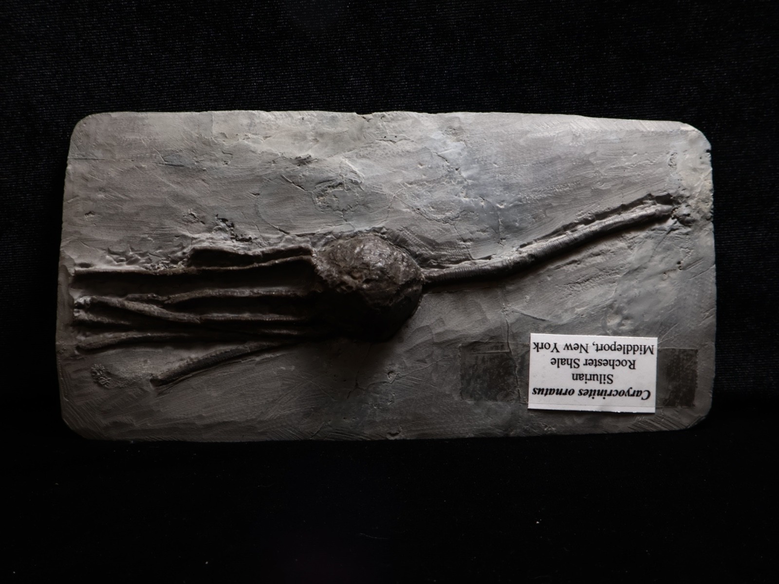 Stately Caryocrinites ornatus Fossil, Crinoid Relation, Middleport, New York