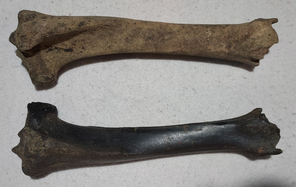 Bison Left & Right Tibia Bone Fossil from Ice Age