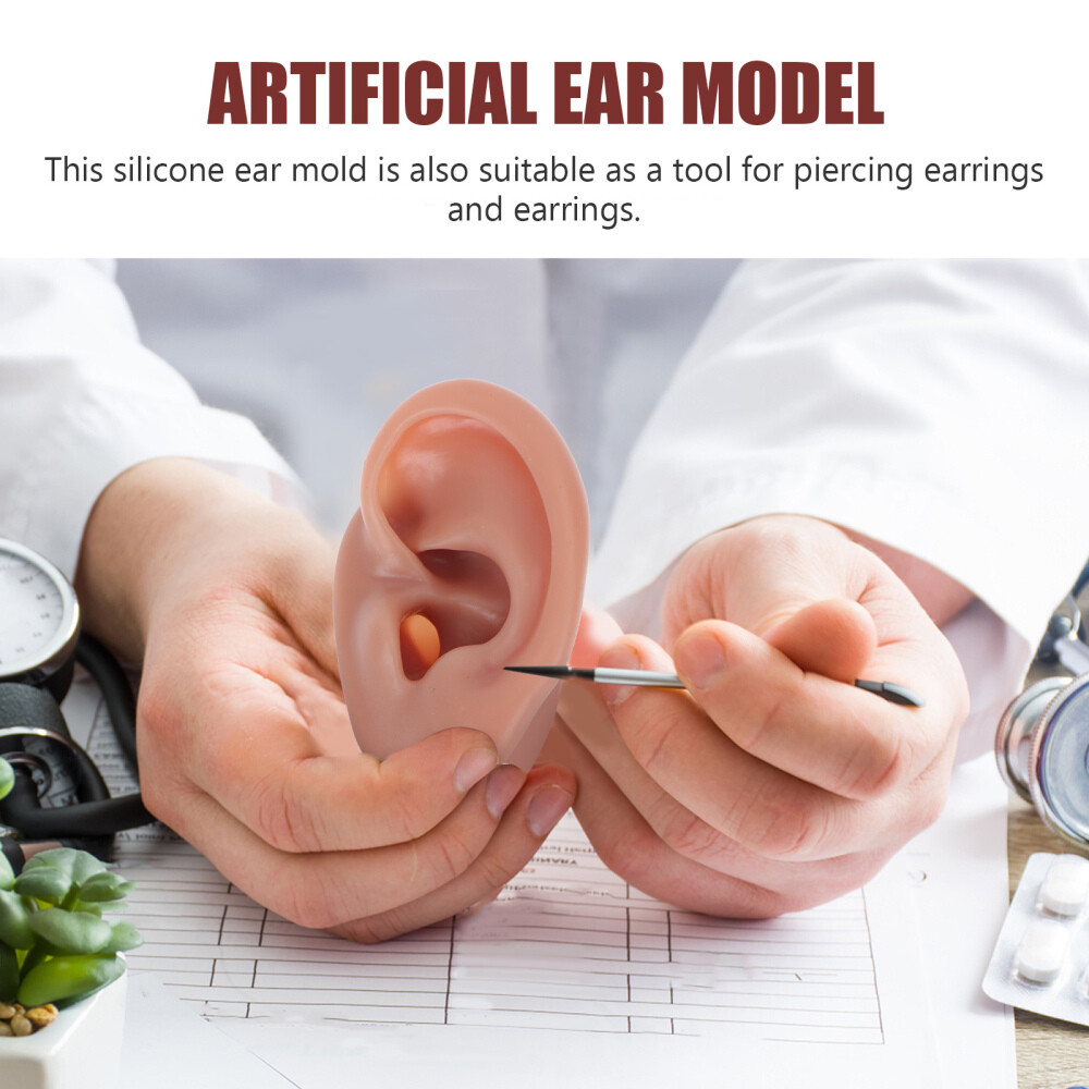 Simulation Human Ear Model ear model for teaching Ear Model Silicone Ears