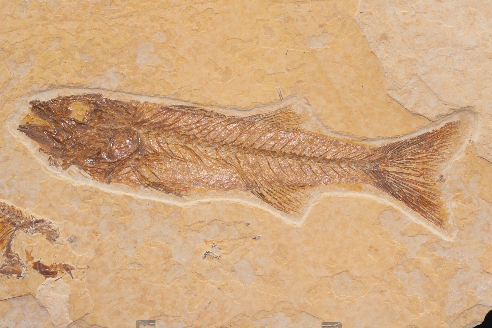 Superb 4" Mioplosus Fossil Fish Fossil Lake Green River Fm Wyoming COA 11897