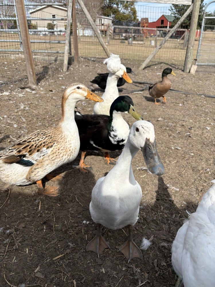 Barnyard mix FUN surprise duck hatching eggs. 12++.