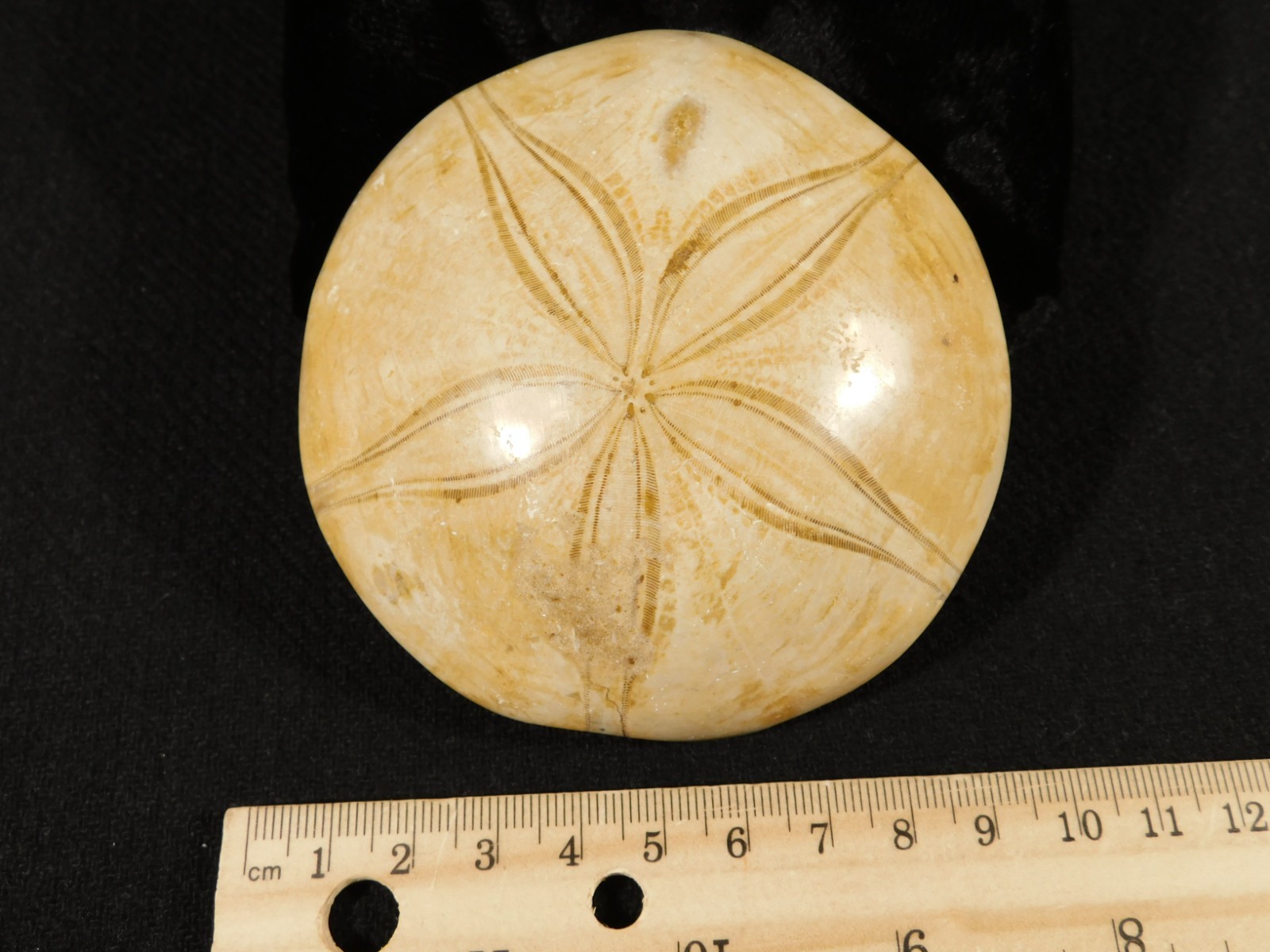 Big! Polished 150 Million Year Old! AAA SAND DOLLAR Fossil Madagascar 259gr