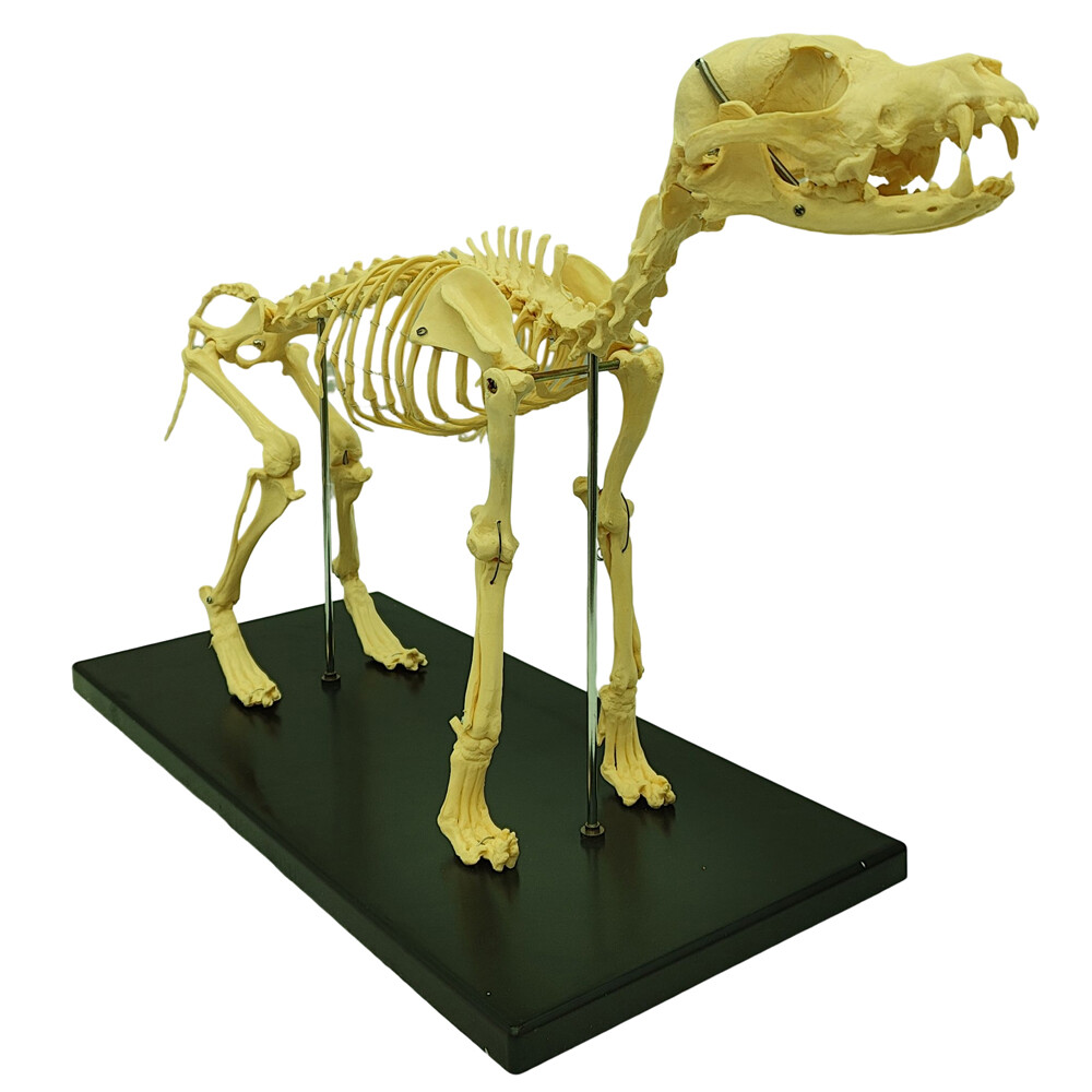 Canine Skeleton model Standard Size Dog Display Lab Study Veterinary Teaching