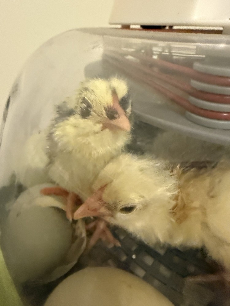 Ameraucana Hatching Eggs 6+