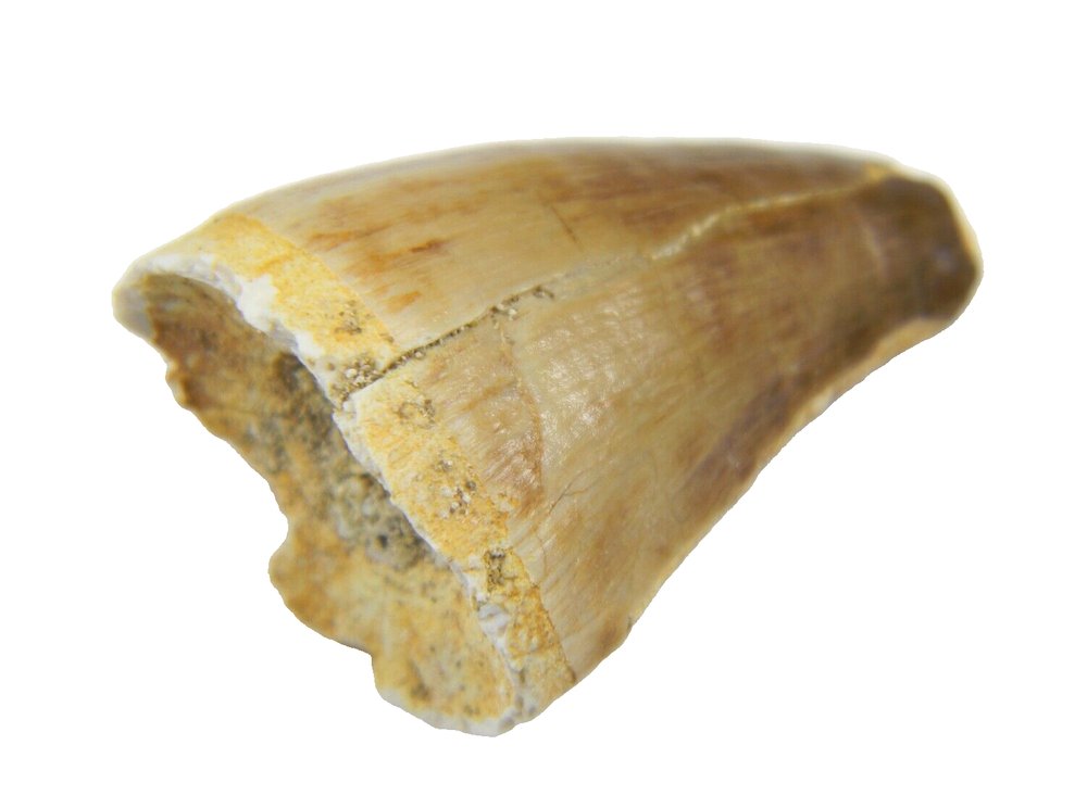1.14" Fossil Mosasaur (Prognathodon) Tooth - Morocco