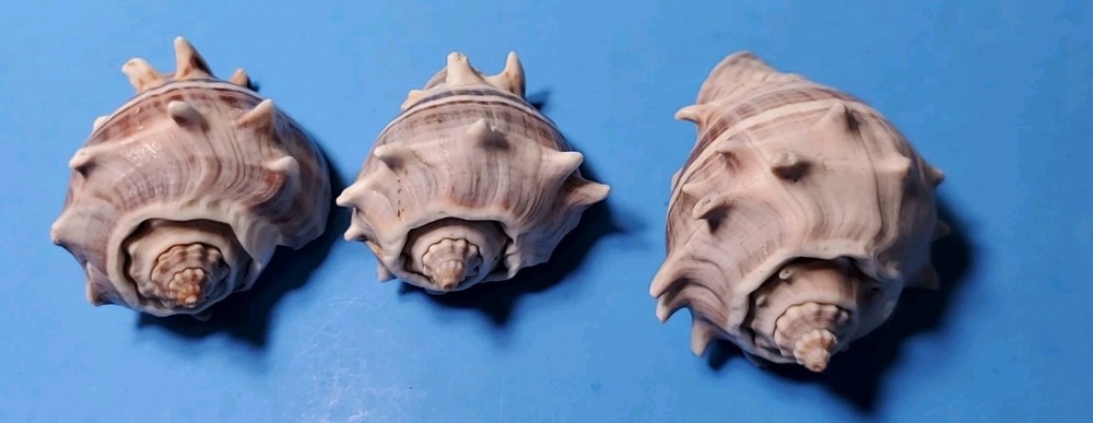 3-MELONGQUA BISPINOSA SEA SHELLS.