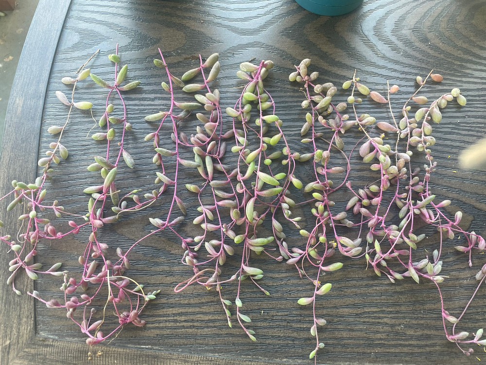 10 Cutting Succulents Ruby Necklace 8”+ ,2-3tip For Each
