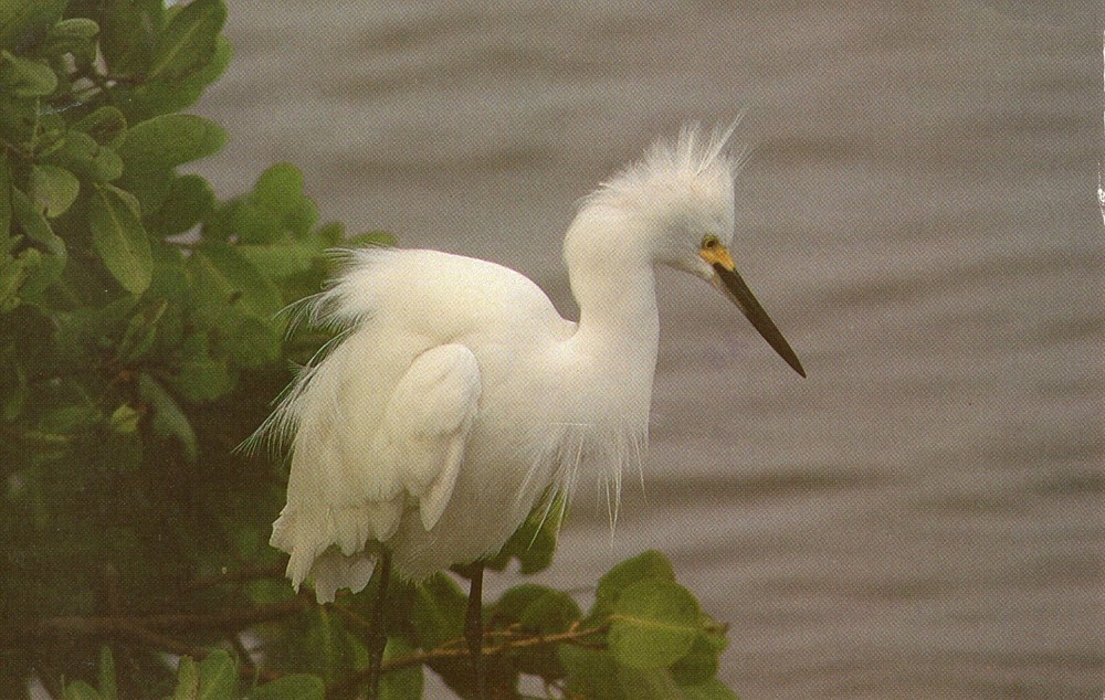 SNOW EGRET   - PC3494