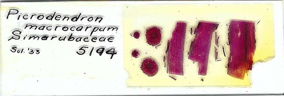 Picrodendron microcarpum (Picrodendron baccatum) Microscope Slide