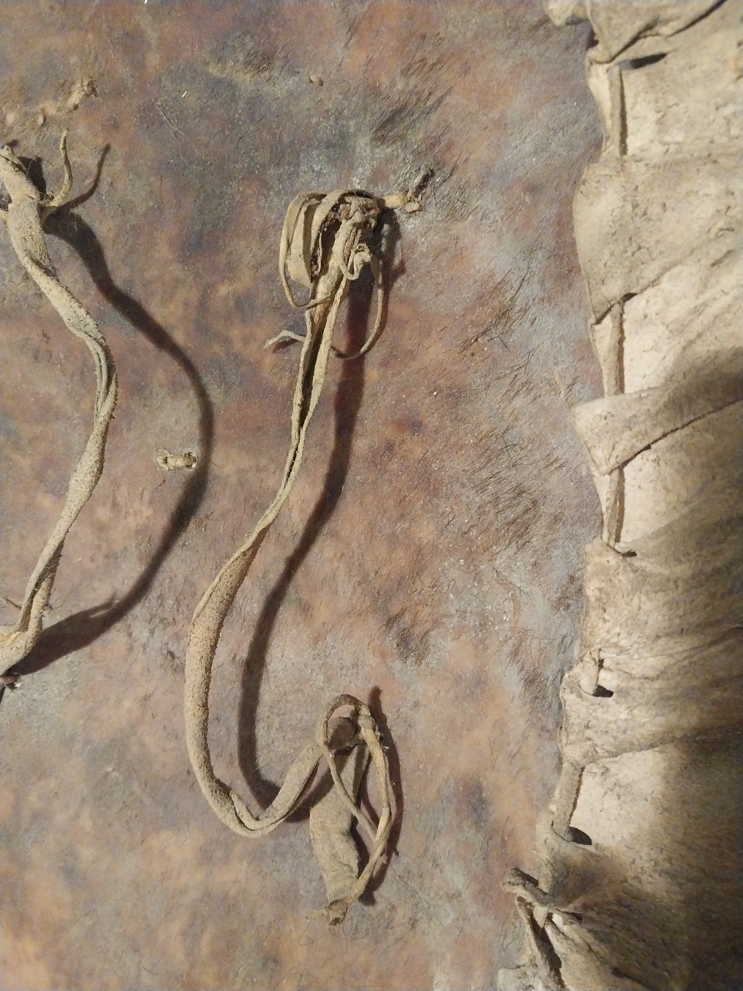 Native American Shield Plains Style Old Unsigned