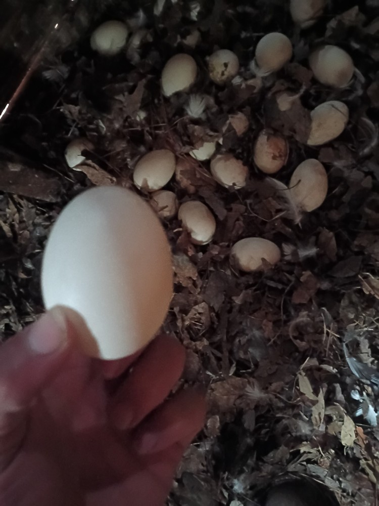 4 Potentially Fertilized Duck Eggs