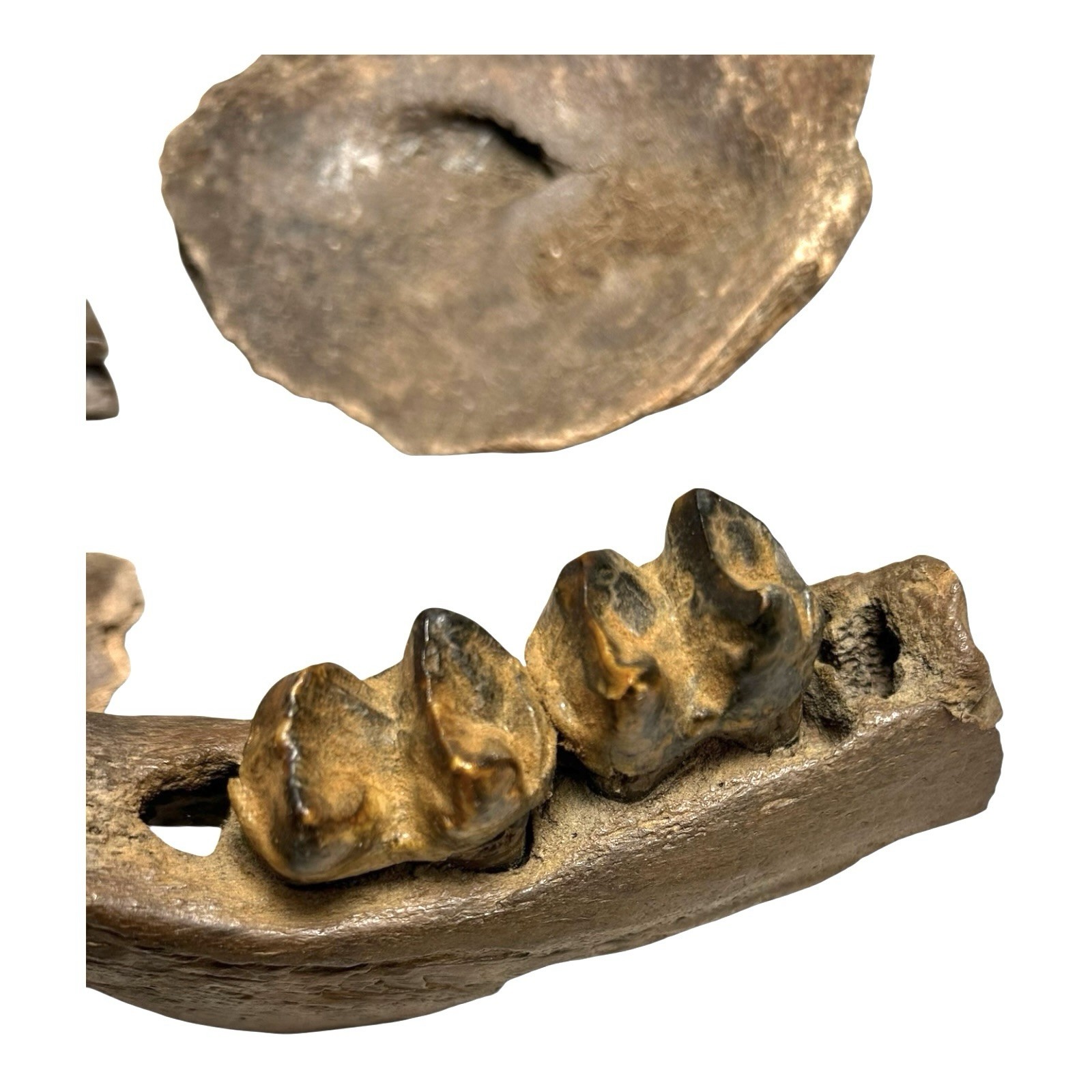 Prehistoric Pleistocene Age Fossilized Tapir Teeth and Mandible Jaw Pieces