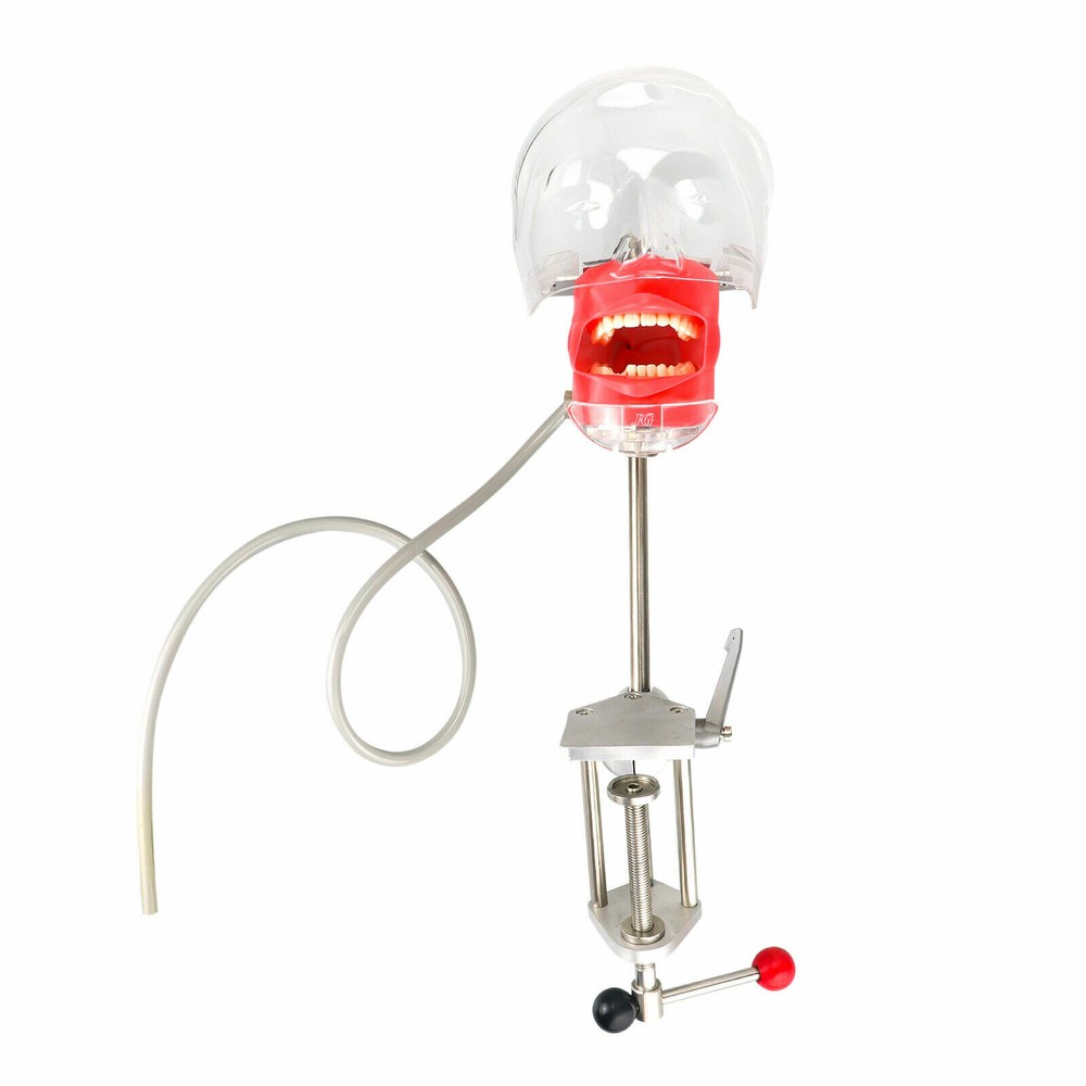 Dental Simulator Phantom Head Model for Dental Education Training Practice