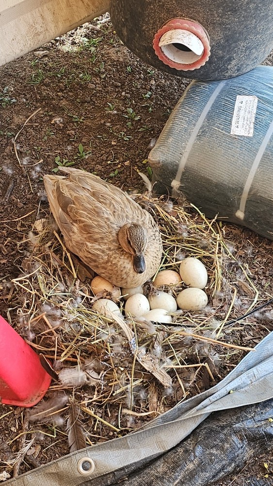 6 + Show Quality Call Duck Hatching Eggs