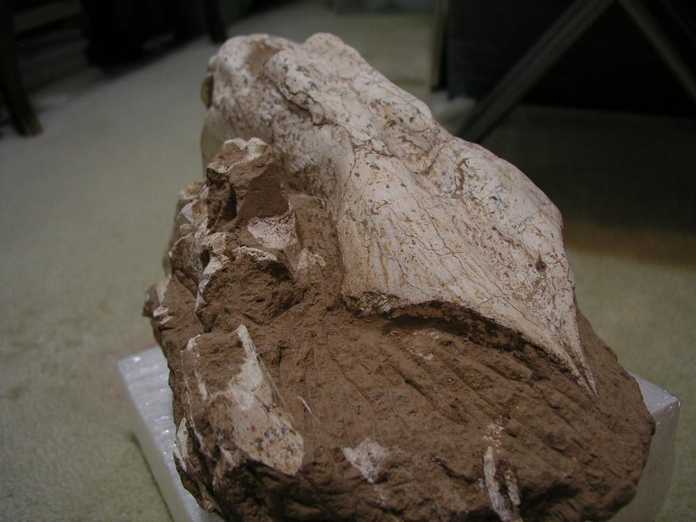 Authentic Saber-Tooth skull matrix
