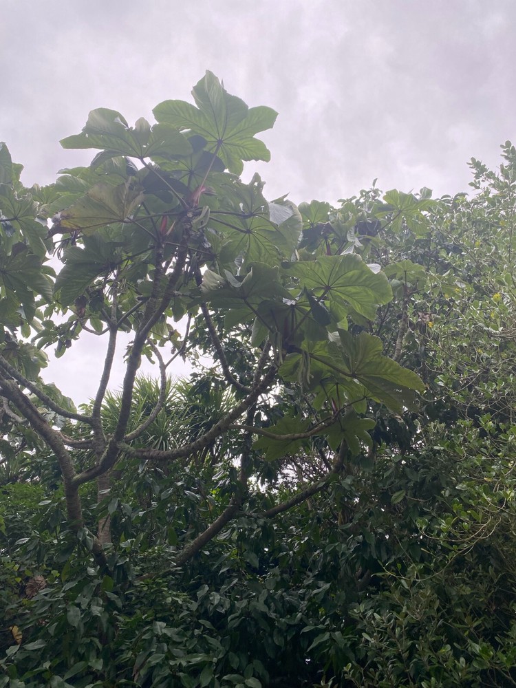 Cecropia gabrielis - 50 seeds