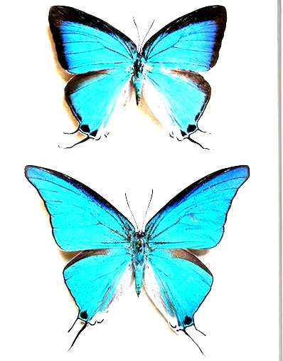 Pseudolycaena damo -A RARE A1 SPECIMEN, Unspread, Central Americ