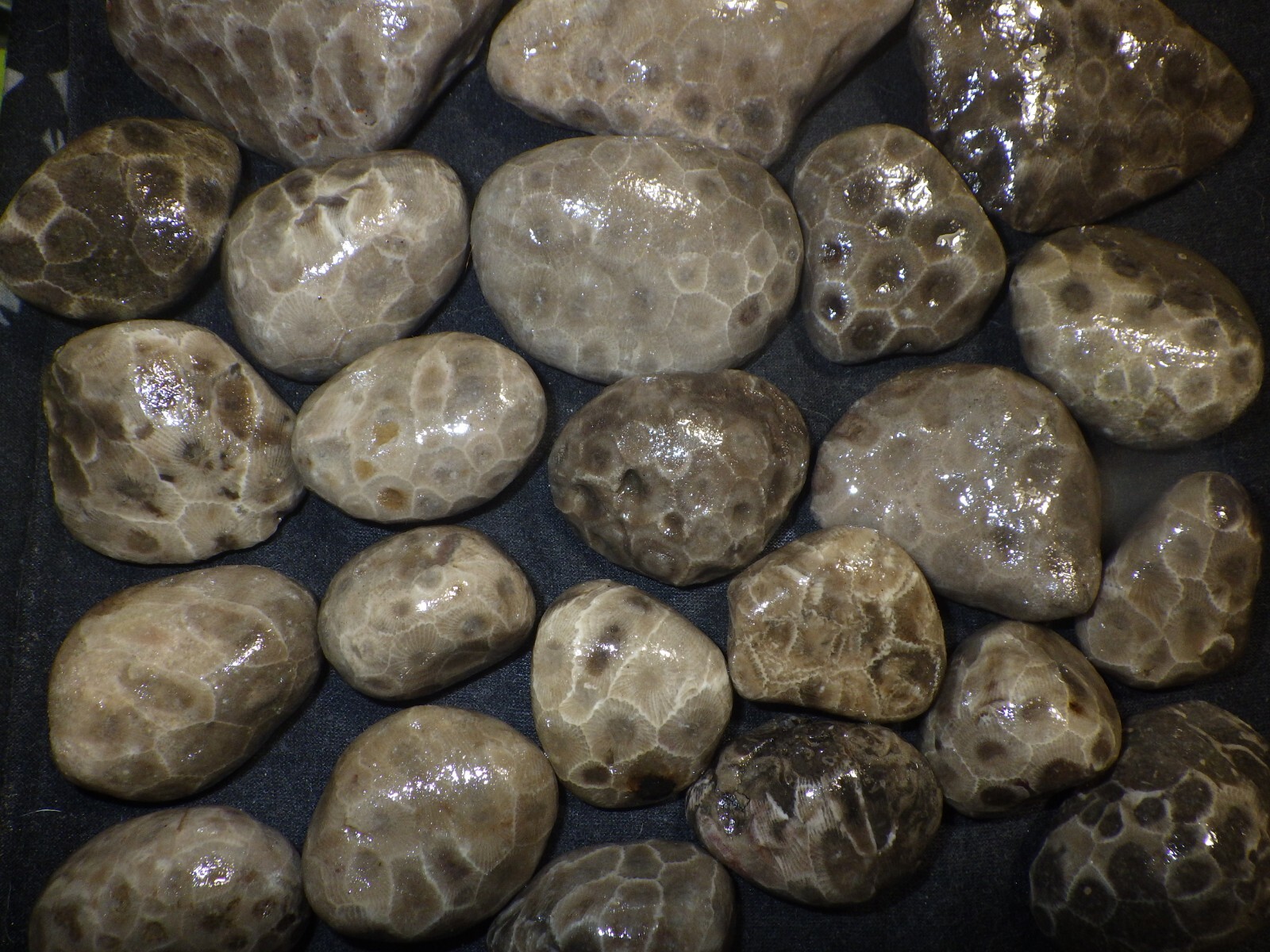 Unpolished Petoskey Stones 2lbs 8.0 oz