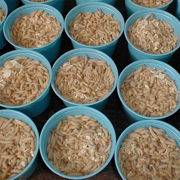 1000 Live Wax Worms, Waxies, Bee Moths, Pet Food, Reptile, Waxworm FREE SHIPPING