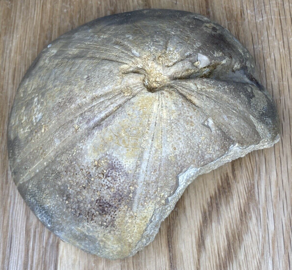 Fossil Specimen, Echinoid, Clypeus Ploti, 101mm