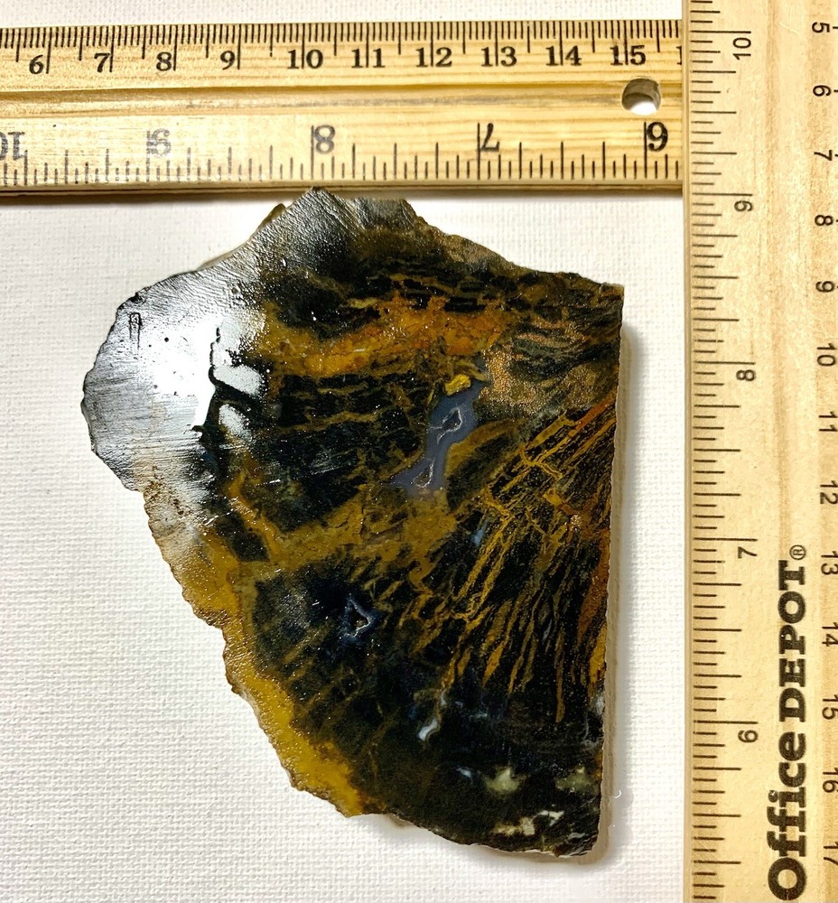 indonesian petrified wood