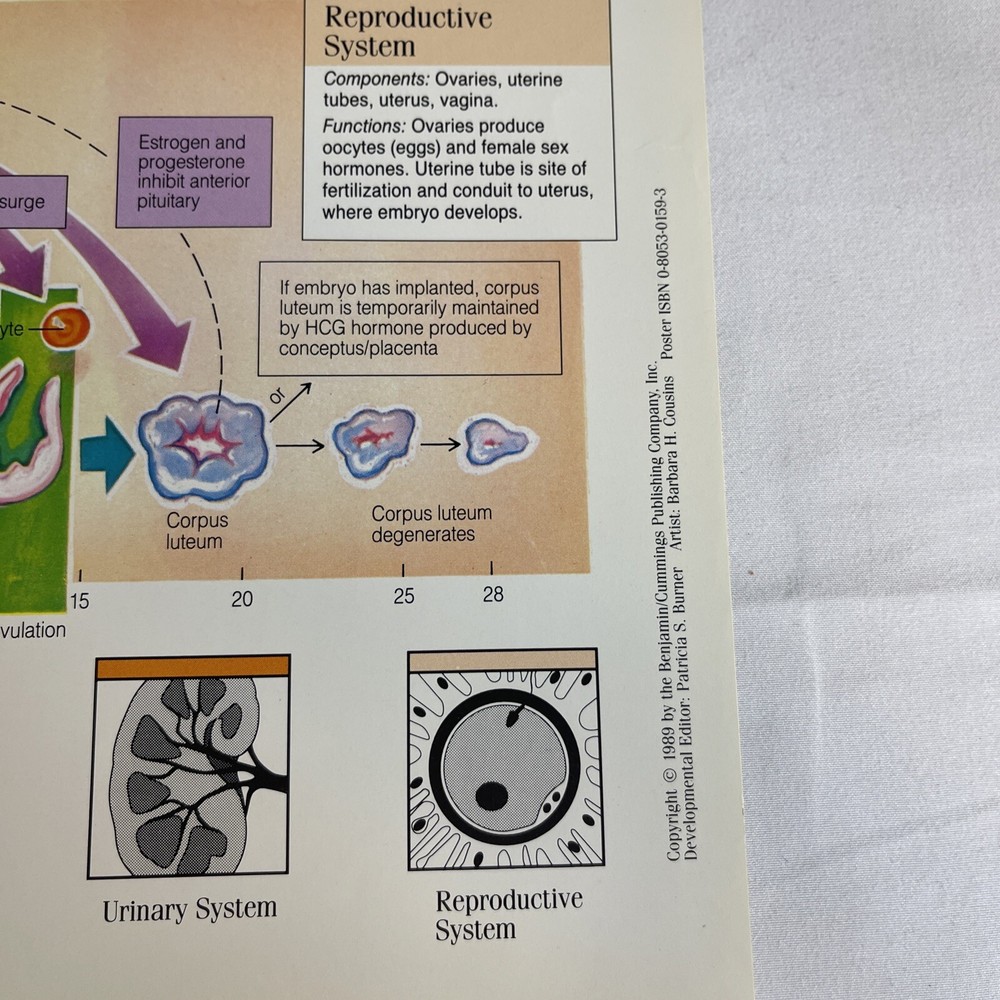 WALL CHART Physiological Interactions 21x32 8 Fold-out Panels 1989 poster