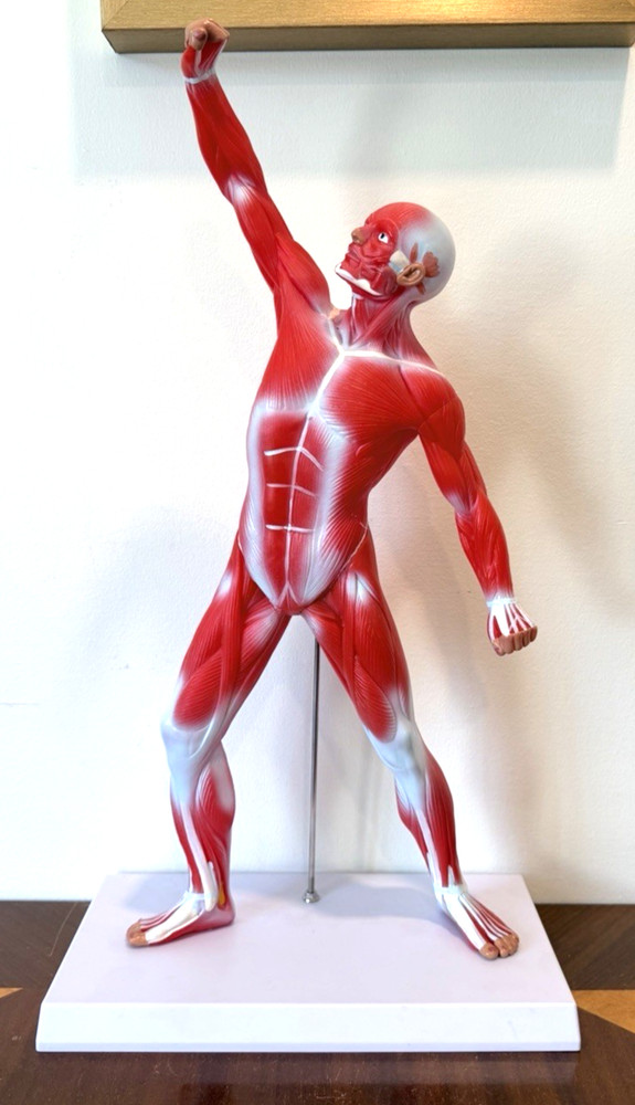 Human Muscular structure Anatomy System Model with base