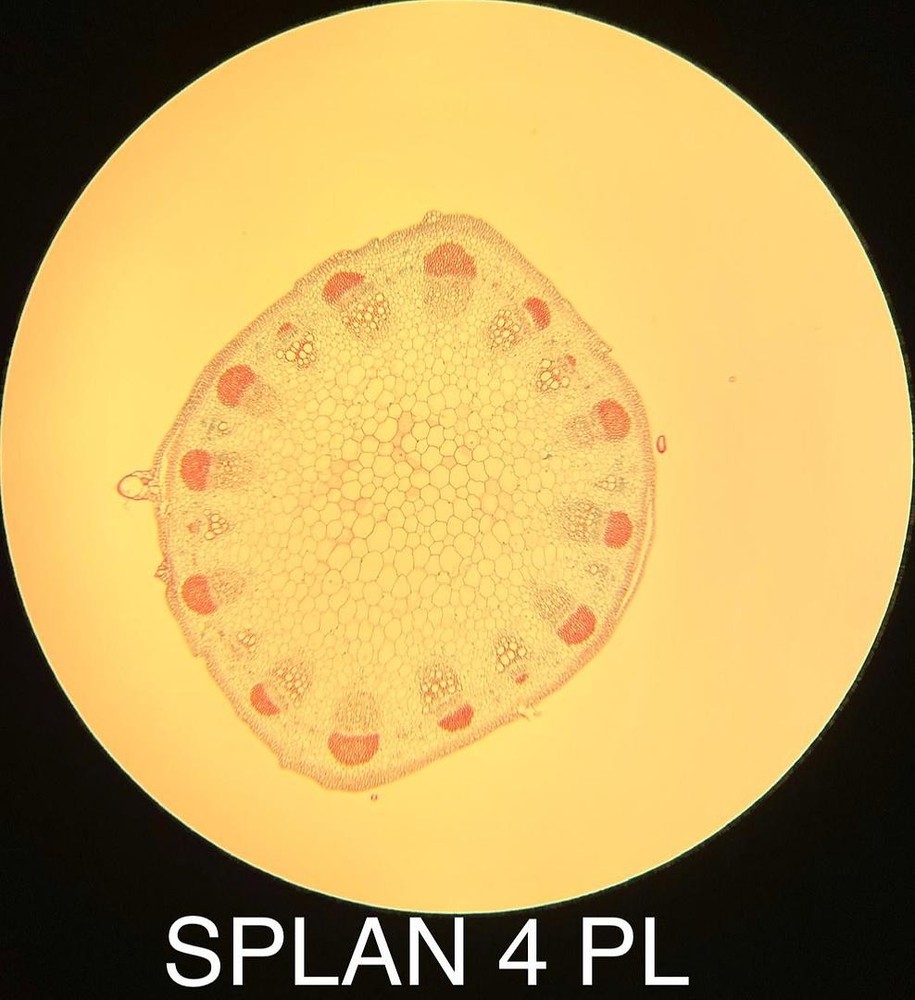 Olympus 1-LP124 SPLAN 4 PL 4x Phase Contrast Microscope Objective