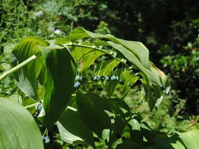 Solomon's Seals Bare-root