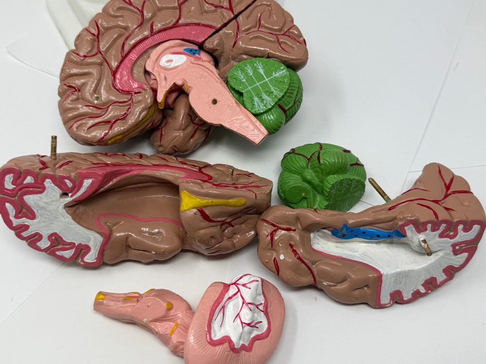 Human Brain Model for Teaching Study Display Medical Model