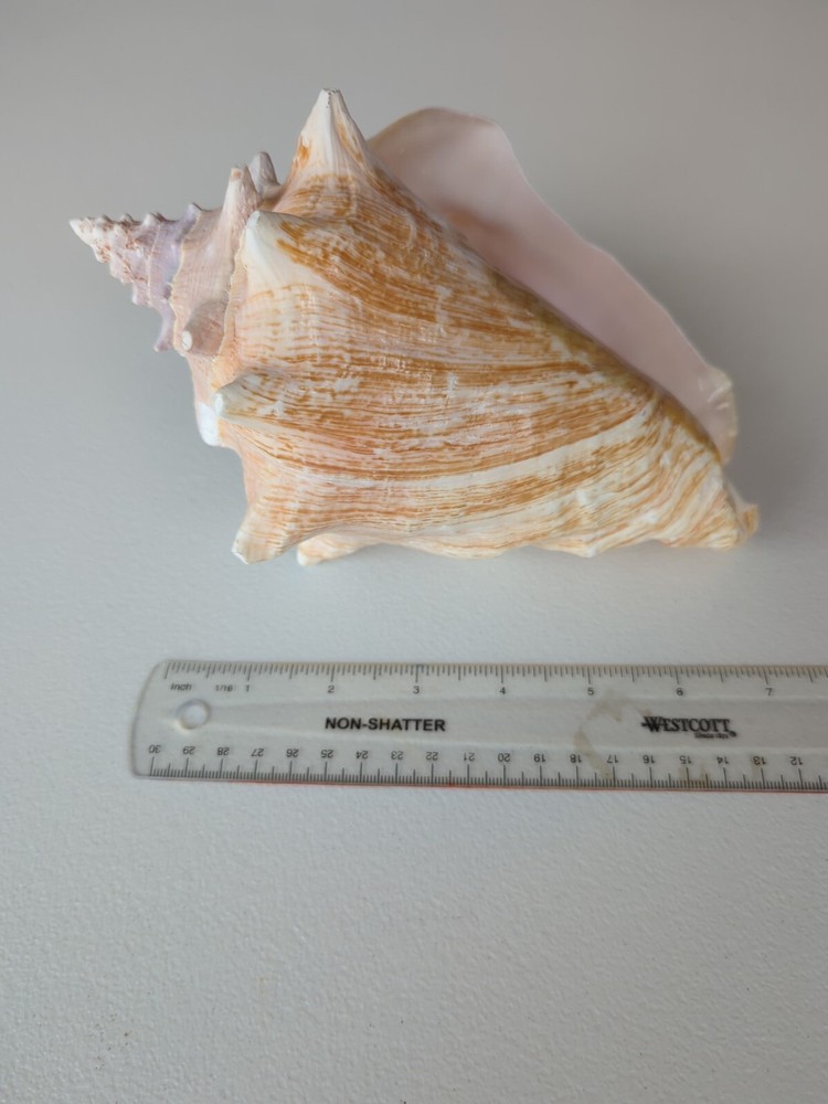 Queen Conch 8.75 inches
