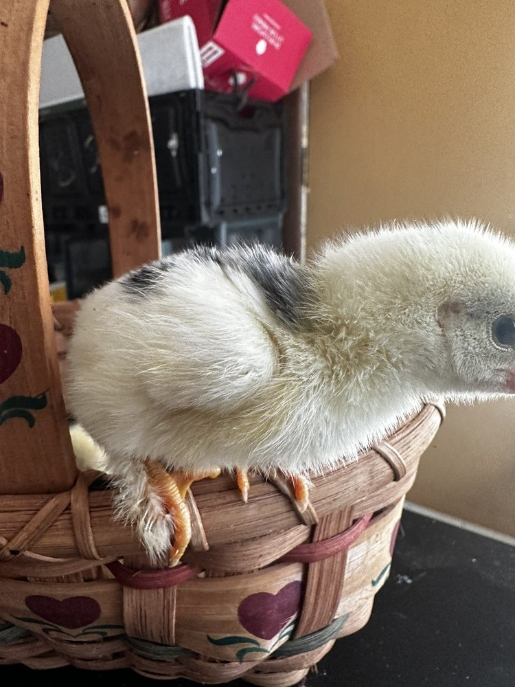 6 ++ Bantam hatching eggs 🐣