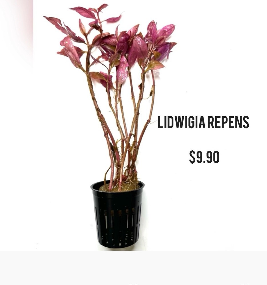 Aquatic Plants