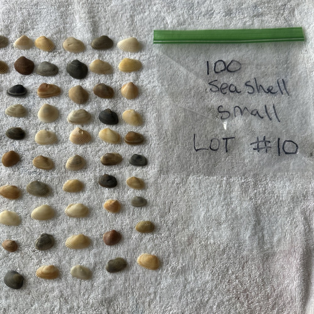 Sea Shells Space Coast Florida Small Qty 100
