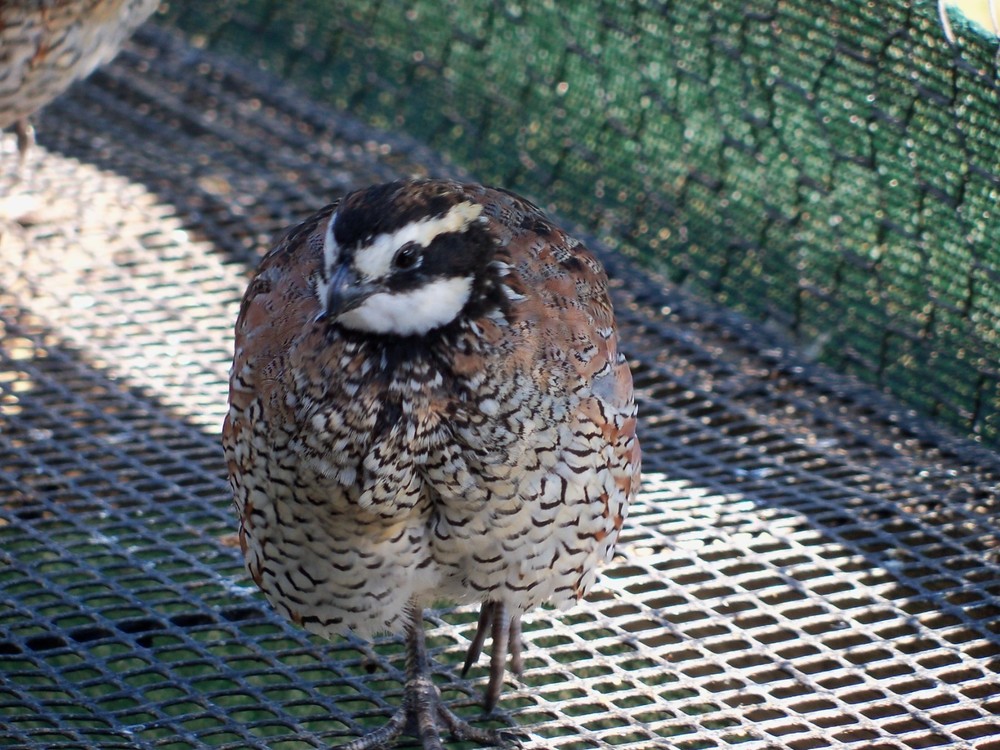 25+ Northern Bobwhite Quail hatching eggs