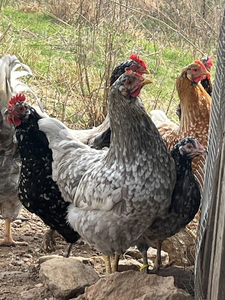 Swedish Flower Hatching Eggs NPIP 6+