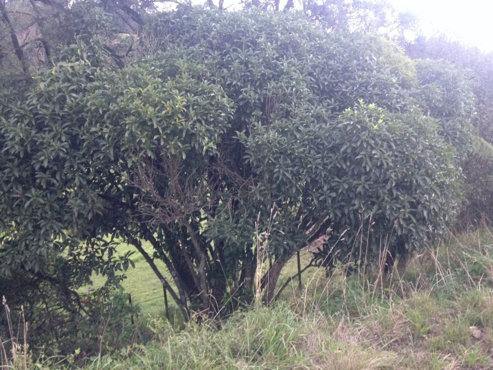 Mahoe - 50 seeds - Melicytus ramiflorus - Whiteywood - NZ Native