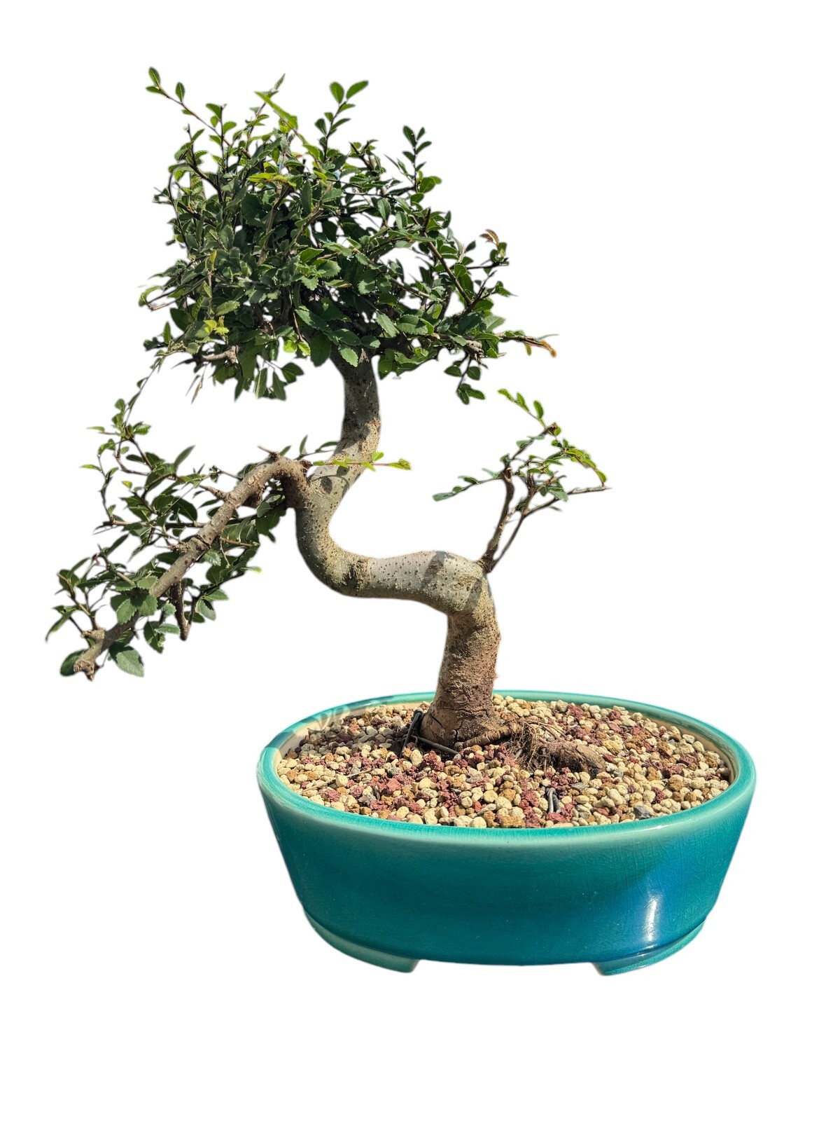 Bonsai Soil Premium Japanese Blend