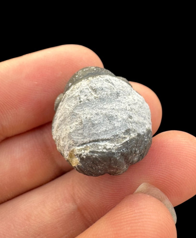Fabulous Rolled Phacops Trilobite Fossil – Authentic Devonian Era Specimen