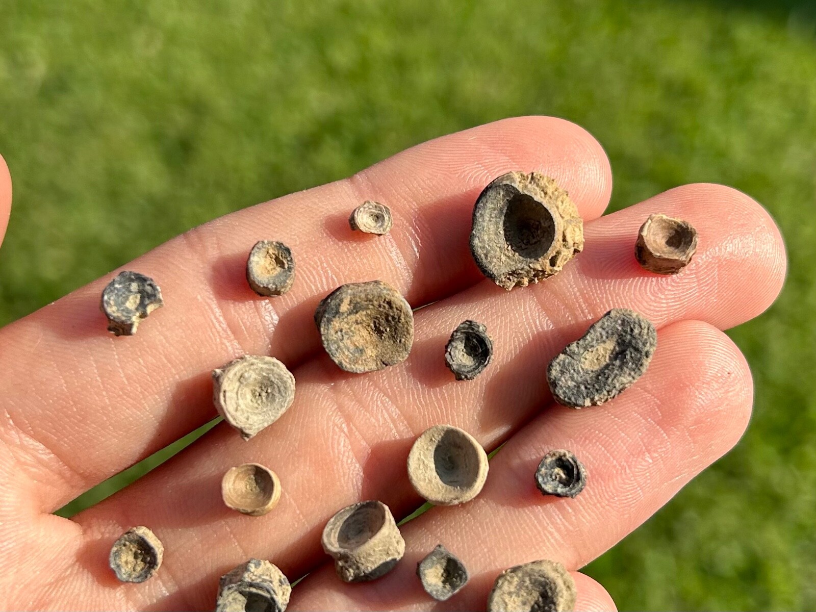 Texas Fossil Fish Vertebrae ONE PER PURCHASE Cretaceous Dinosaur Age