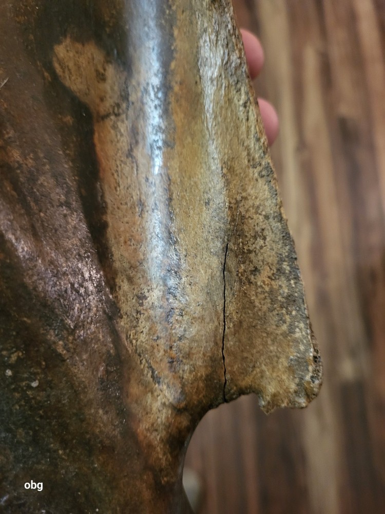 Historic Bison SHOULDER BLADE scapula