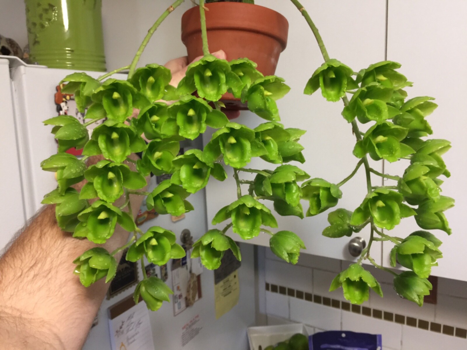 Tree Fern Fiber (Fernwood)