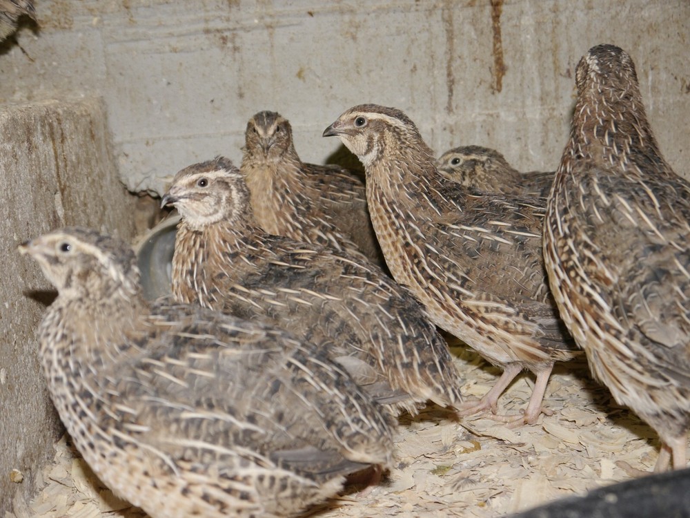 60 Jumbo Brown/ JM Pharaohs Quail Hatching eggs