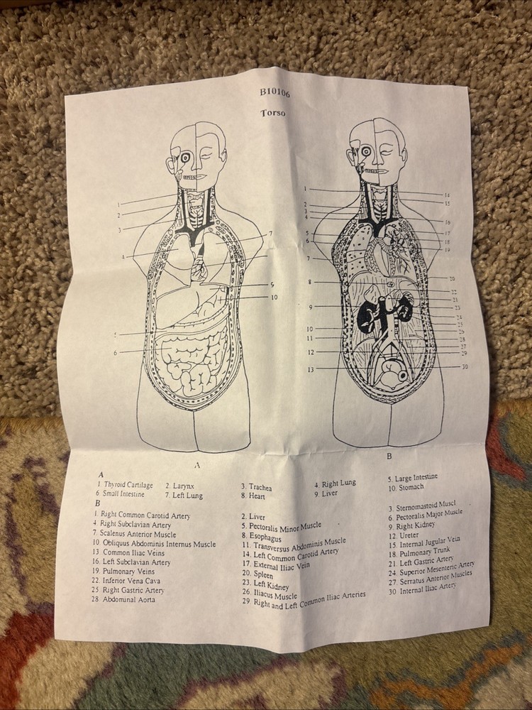 Human Torso Model 50cm