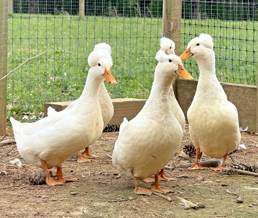 6++ White Crested Duck Hatching Eggs for Incubation