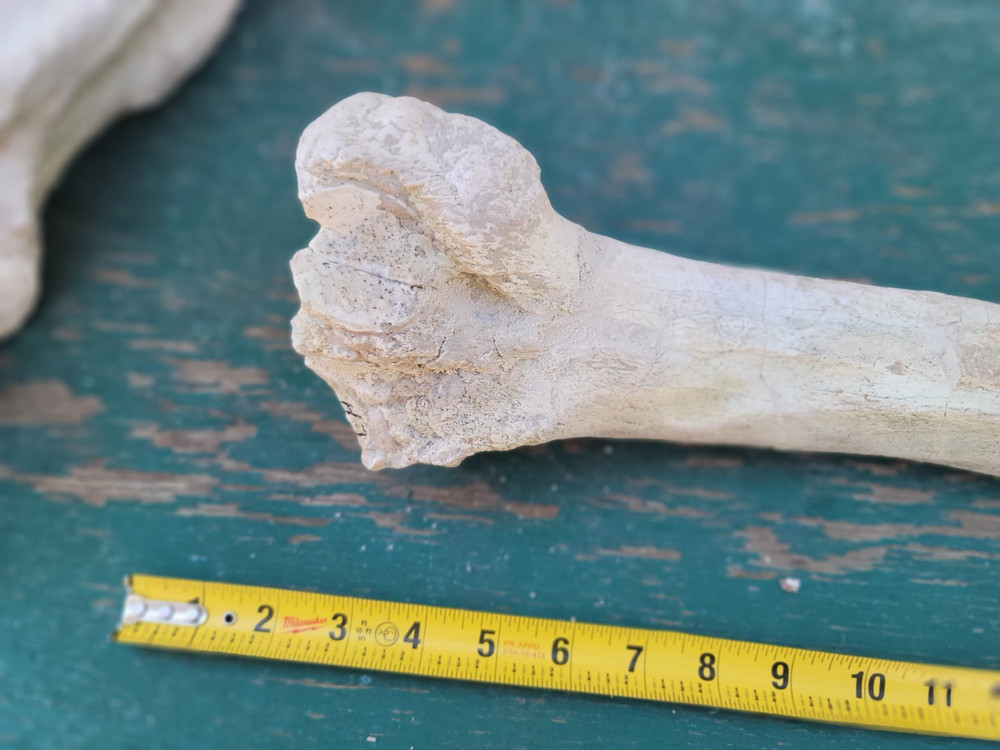 Titanothere Brontothere matched Radius and Ulna large leg bones complete example