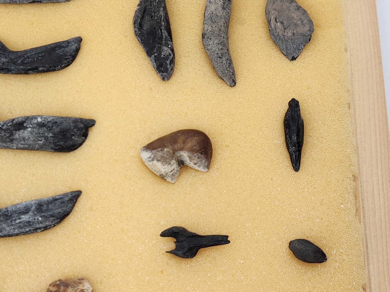 Fish Swim Bladder Fossil - Florida - 1 Per Purchase