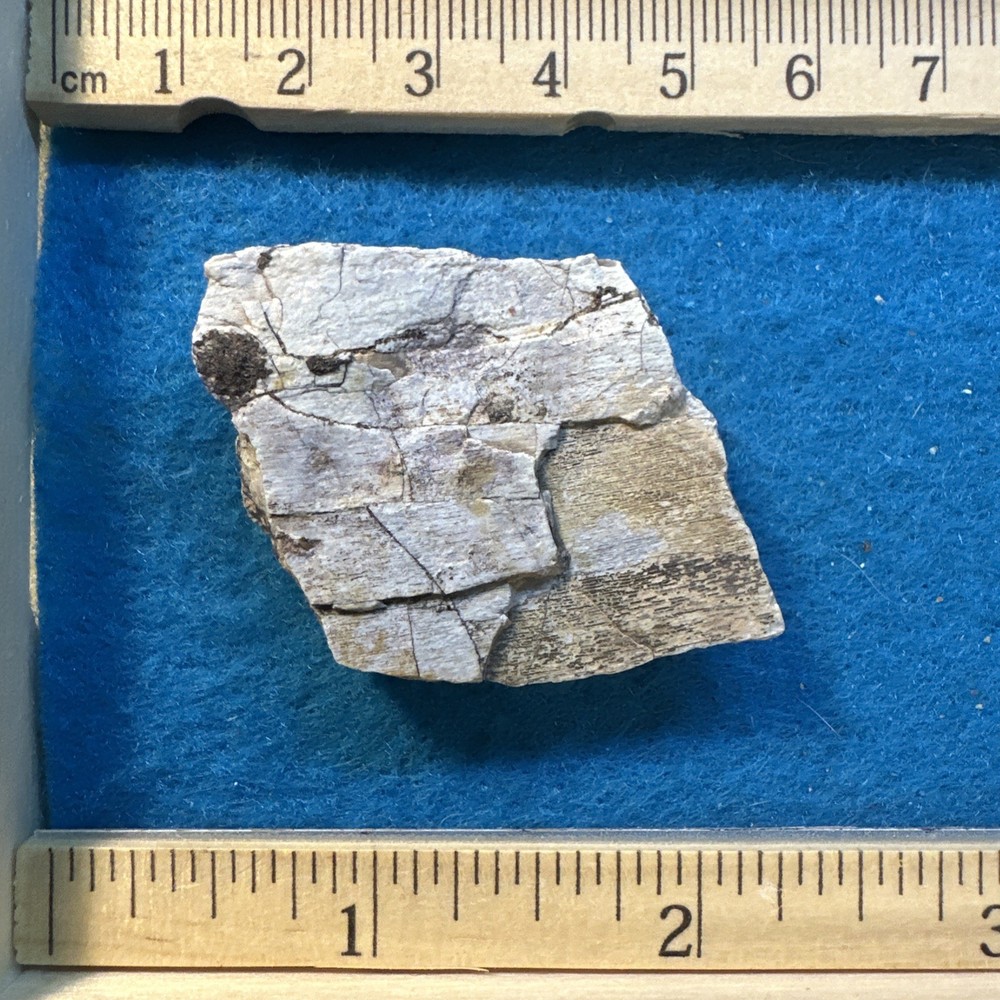 Allosaurus Extinct Dinosaur Bone Fossil with Display Case