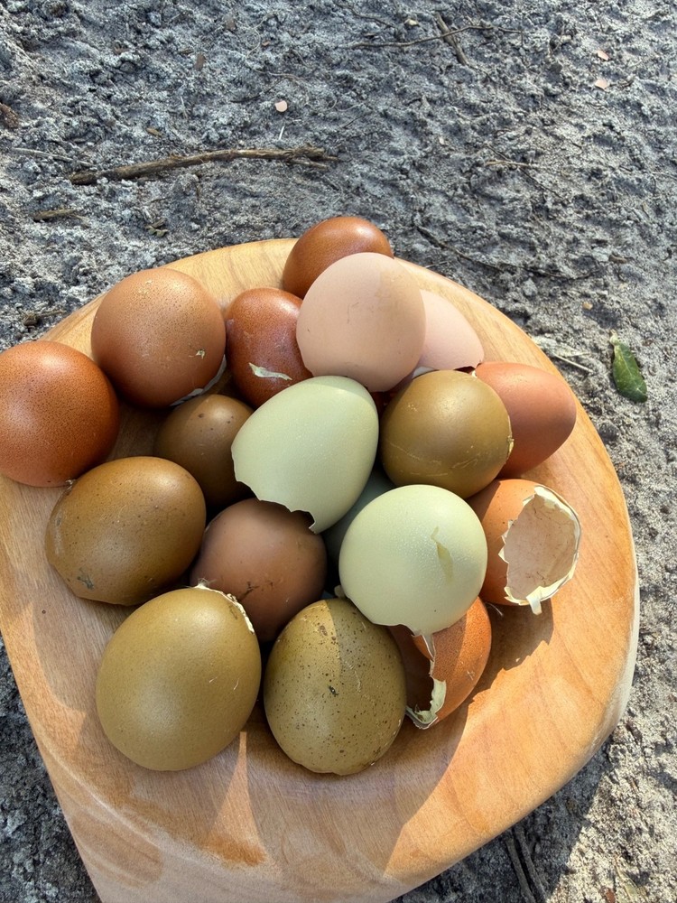 CHASING THE RAINBOW - 12 Olive Egger Hatching Eggs NPIP Certified, AI clean