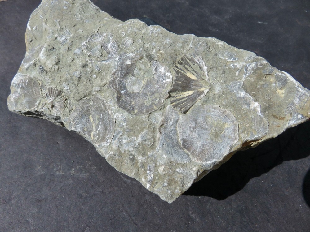 BRACHIOPOD PLATE  -- Cincinnati , Ohio
